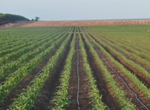 Water-use efficiency