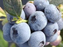 Precision Fertigation