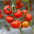 Greenhouse Tomatoes