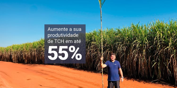 Cana-de-açúcar.