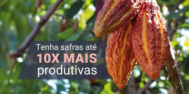 Cacau.