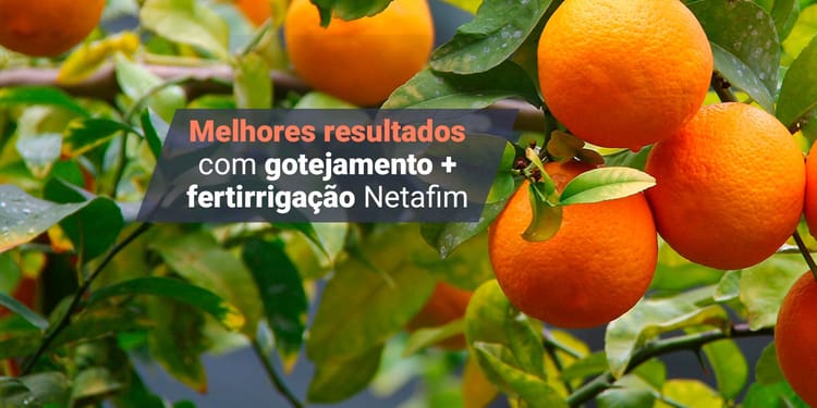 Irrigação por gotejamento: citros e laranja