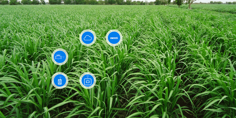 Digital Farming em Campo Aberto.