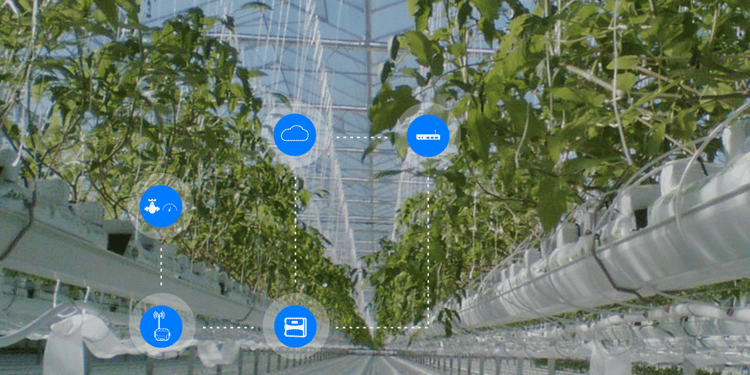 Digital Farming em Cultivo Protegido.