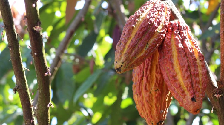 Cacau.