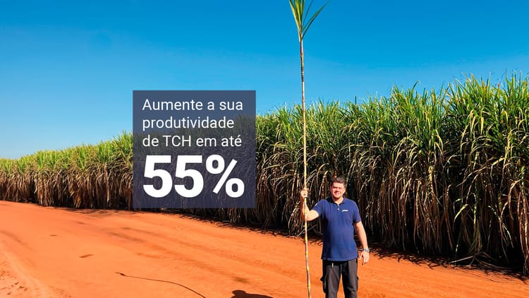 Cana-de-açúcar.