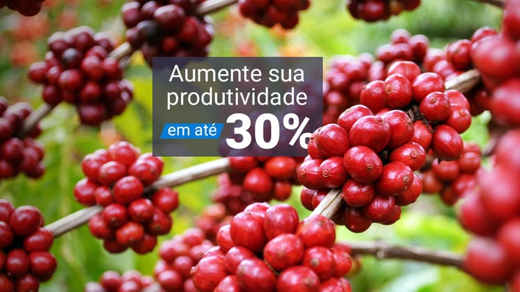 Irrigação por Gotejamento para Café.