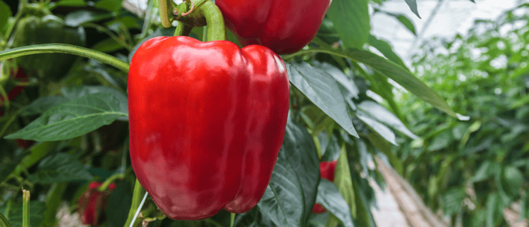 MONITORE CADA MOVIMENTO DO SEU CULTIVO.