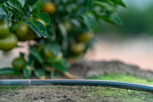 Irrigação de laranja: mais produtividade, qualidade e previsibilidade para o citricultor