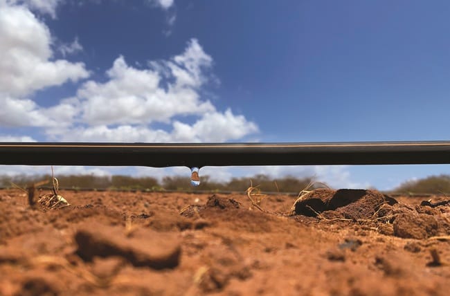 Tubos gotejadores para irrigação: como escolher o ideal