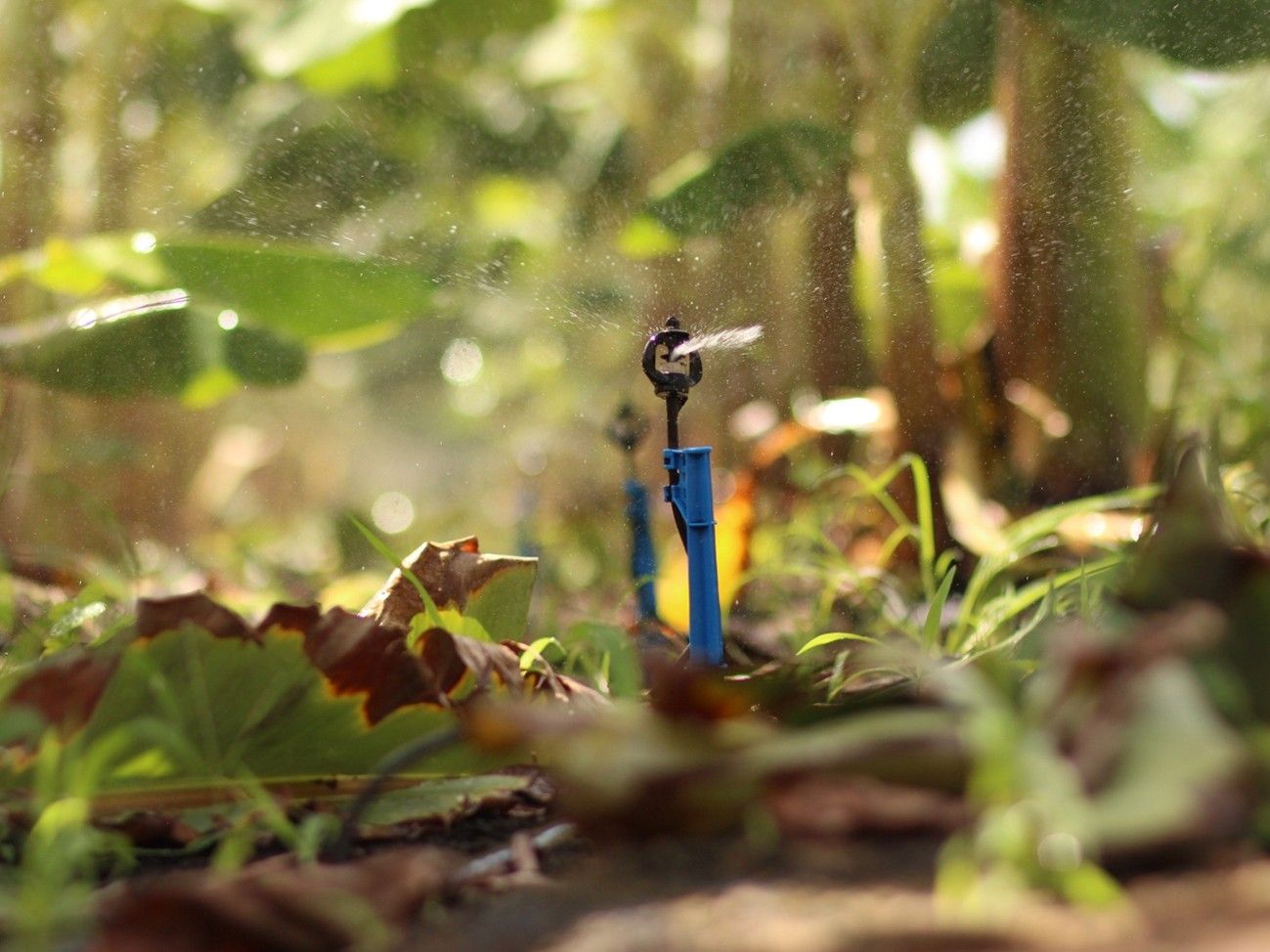 Irrigação por microaspersão: tudo o que você precisa saber