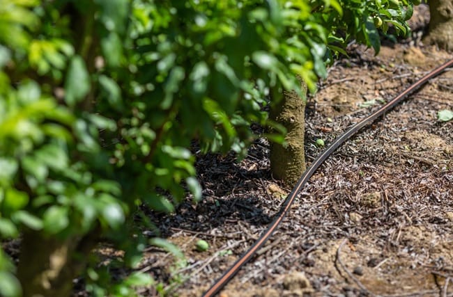 Irrigação Localizada: o que é, como funciona e por que ela pode transformar a sua produção