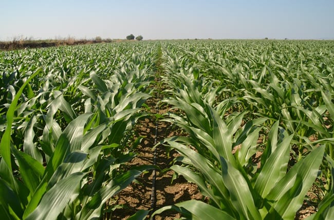 Gotejamento para milho: como aumentar a produtividade com irrigação