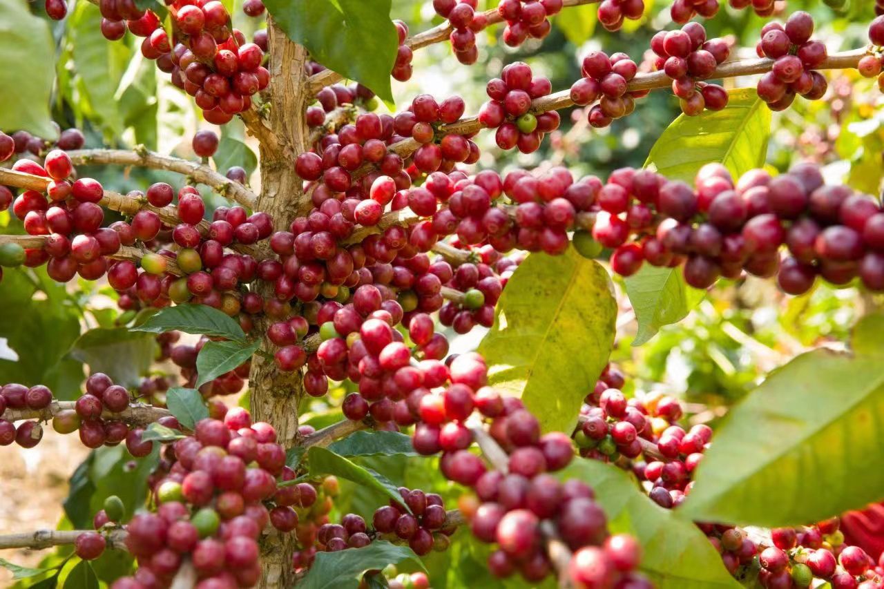 Irrigação em café: como a tecnologia reduz custos e aumenta produtividade