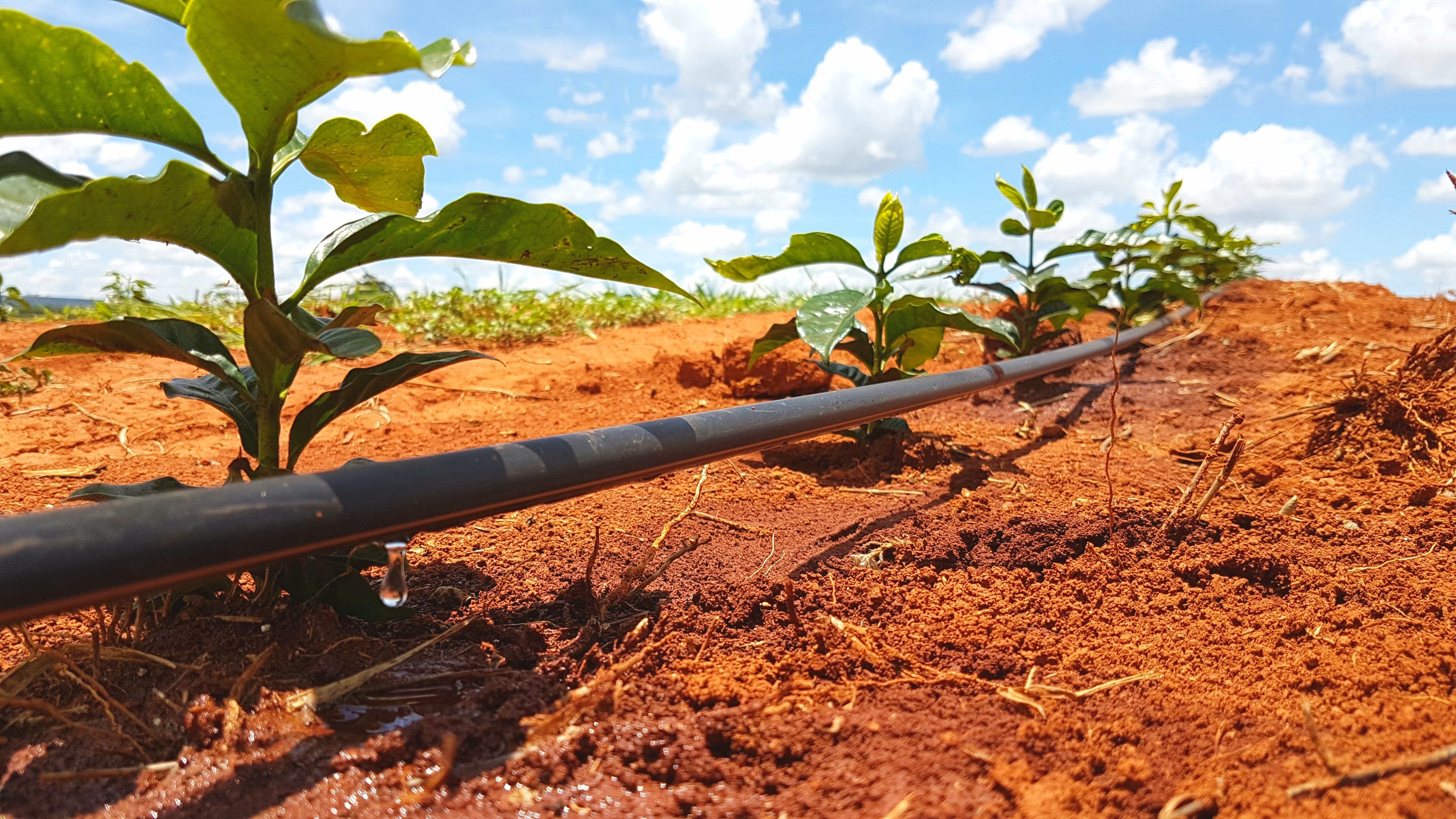 Tubos gotejadores para irrigação: como escolher o ideal