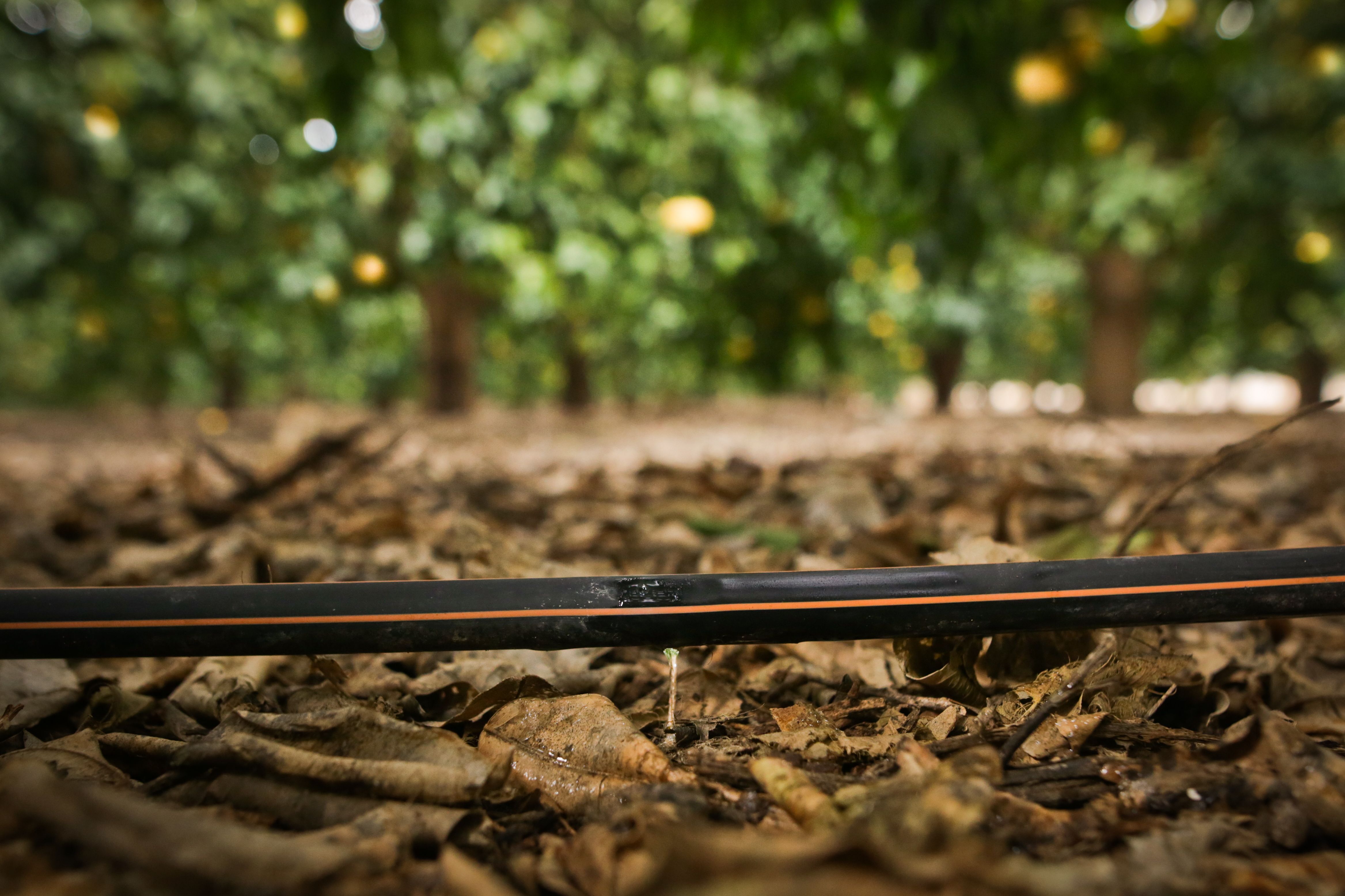 Sistema de fertirrigação: o que é, como funciona e por que implementar