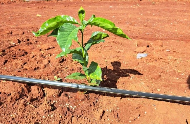 Irrigação de café: guia completo para produzir mais