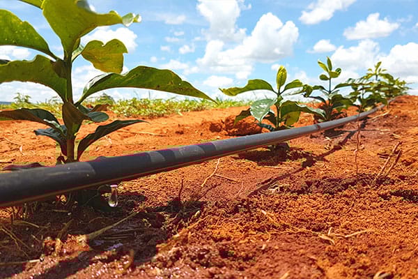 Máxima eficiência no uso da água