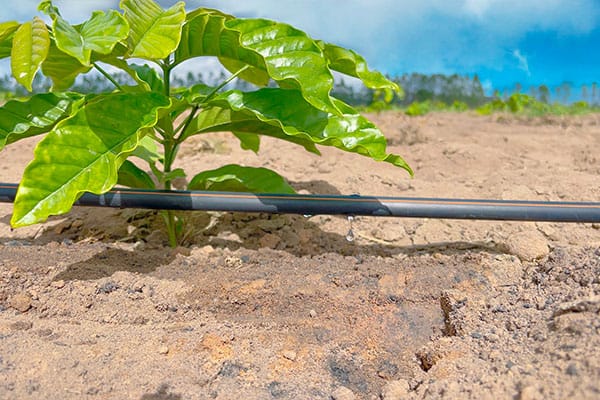 Independência do fator clima