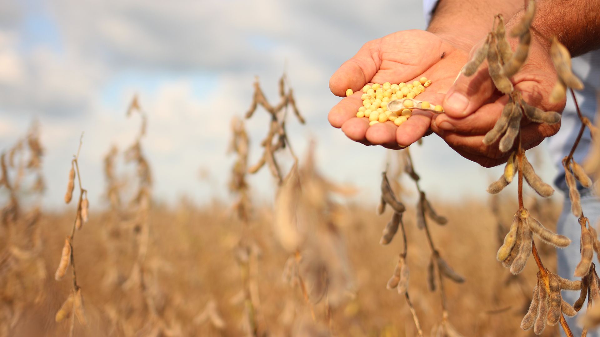 Segurança alimentar