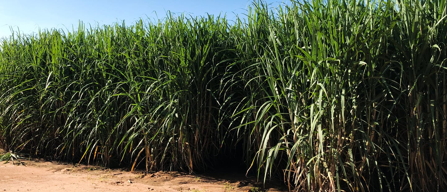 El niño – Estresse hídrico afeta potencial produtivo da cana-de-açúcar.