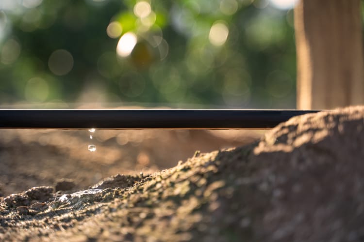 Tubos gotejadores para irrigação: como escolher o ideal