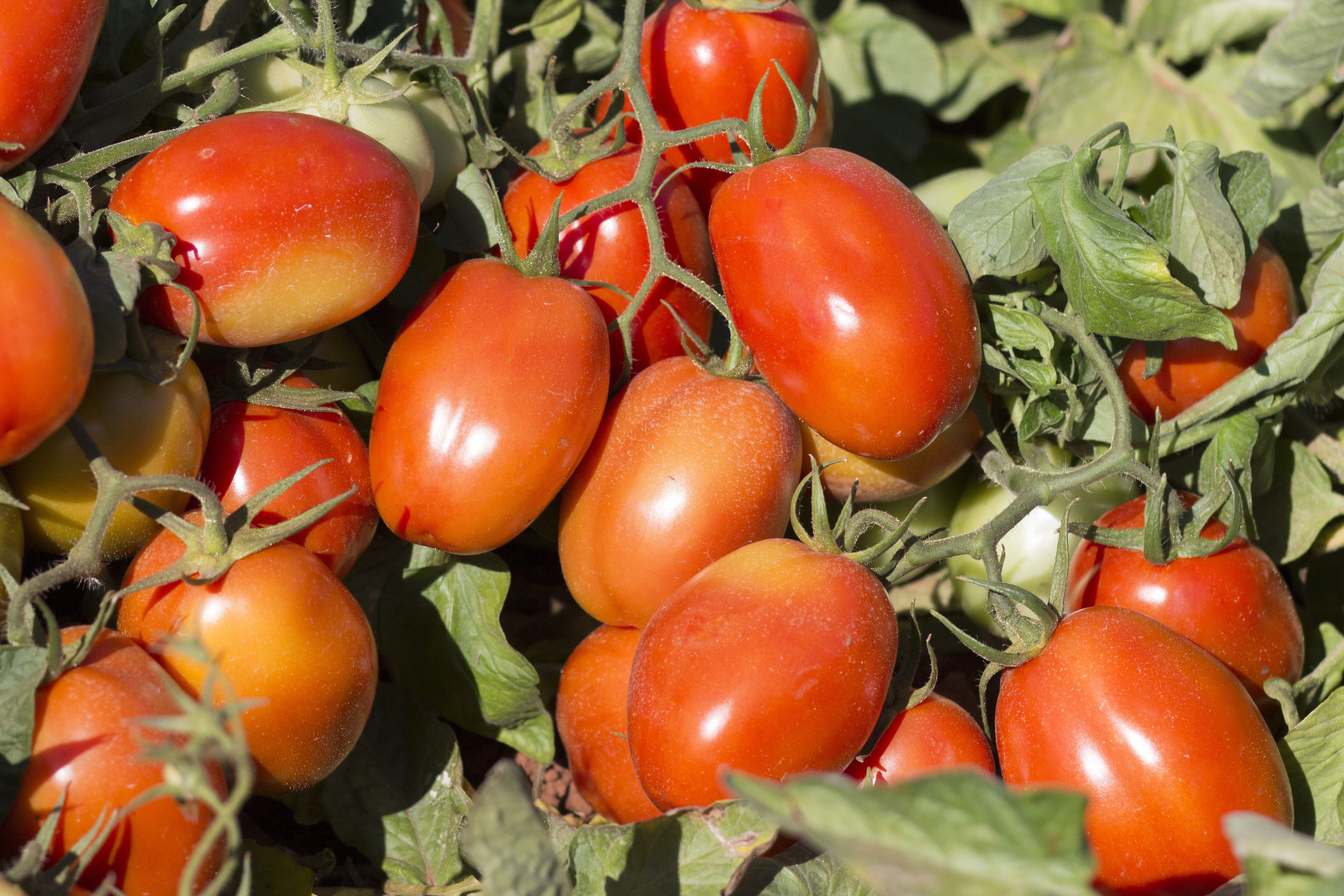 Hortifrúti