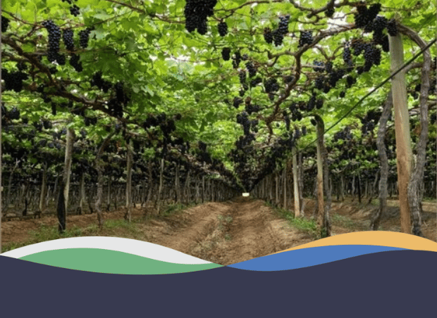 O sucesso das exportações de frutas irrigadas.