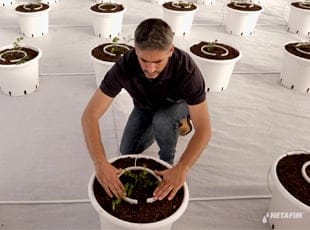 Irrigação para cultivo protegido
