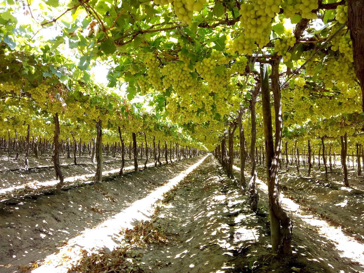 Irrigação localizada reduz doenças causadas por molhamento foliar nas plantas