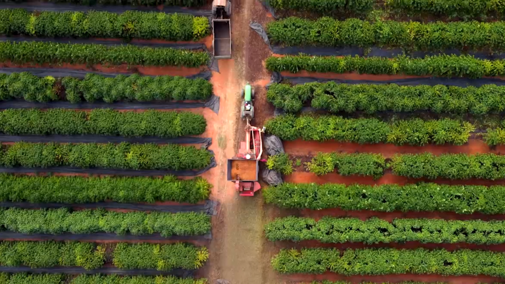 Projeto testa adaptabilidade de cultivares de café Conilon em Minas -  Muzambinho.com