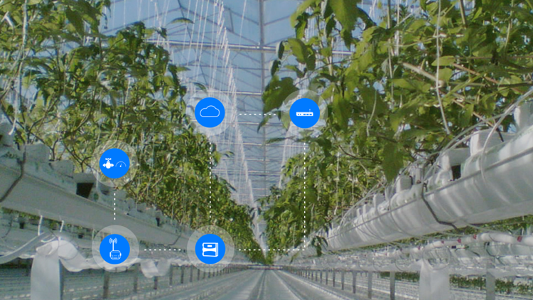 Digital Farming em Cultivo Protegido.