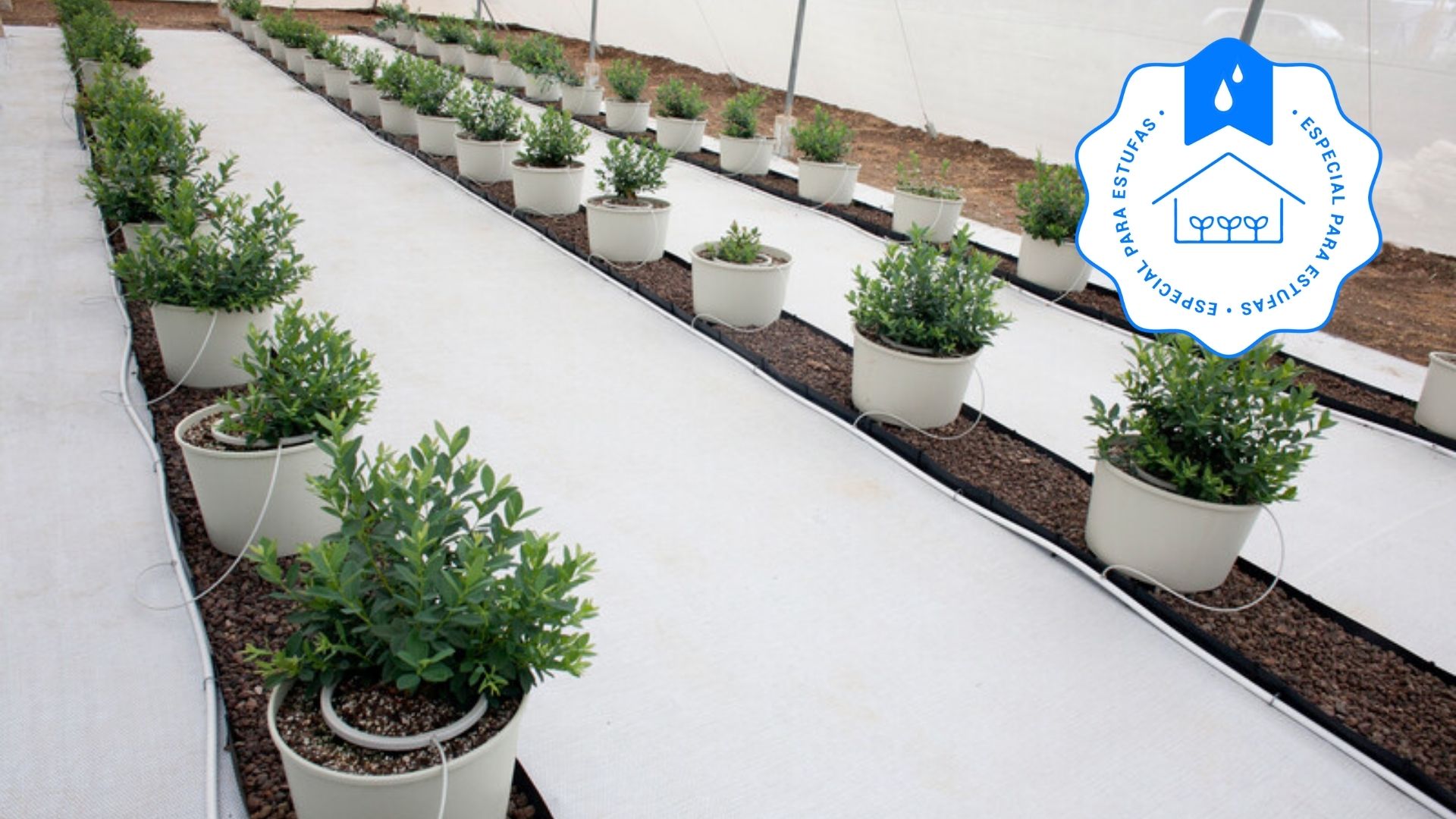 Irrigação para Cultivo Protegido